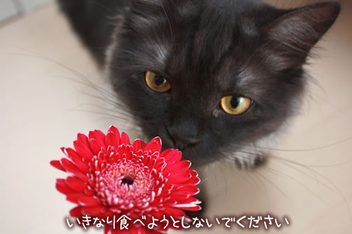 �����ʤ꿩�٤褦�Ȥ��ʤ��Ǥ�������