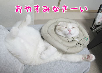 おやすみなさい