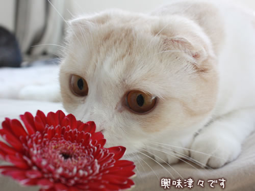 ��̣�š��Ǥ�