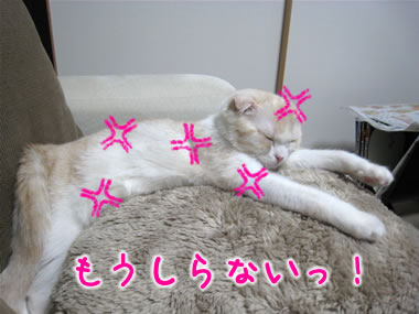 もうしらない