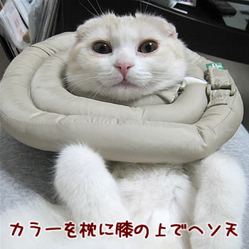 膝の上でヘソ天