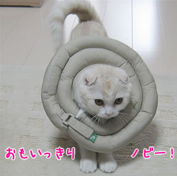 思いっきりノビー
