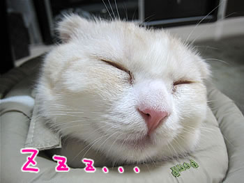 Zzz