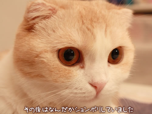 ���θ�Ϥʤ���������ܥꤷ�Ƥ��ޤ���