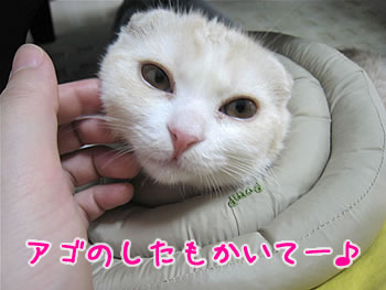 アゴのしたもかいてー