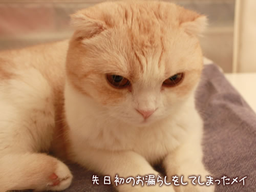 ������Τ�ϳ�餷�򤷤Ƥ��ޤä��ᥤ