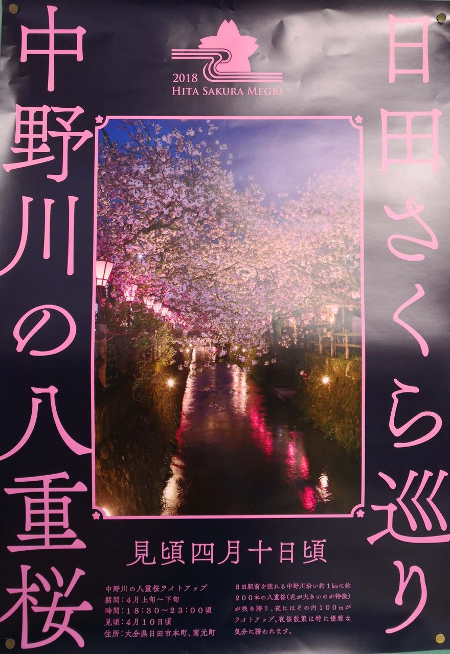 日田さくら巡り 中野川の八重桜