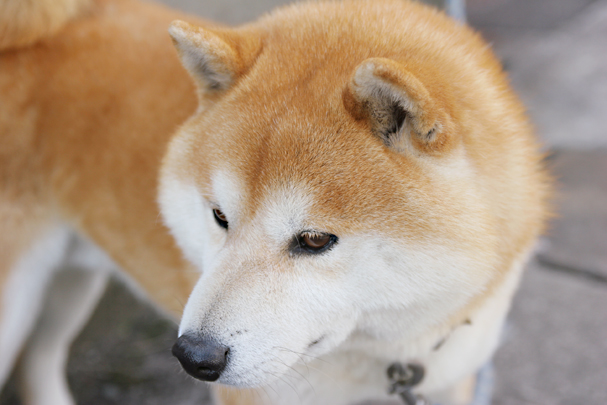 2010Toba_01