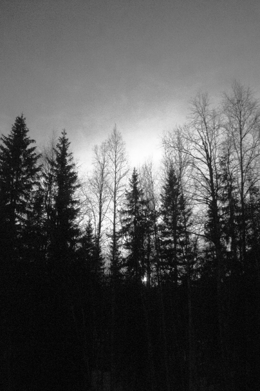 Timber_006