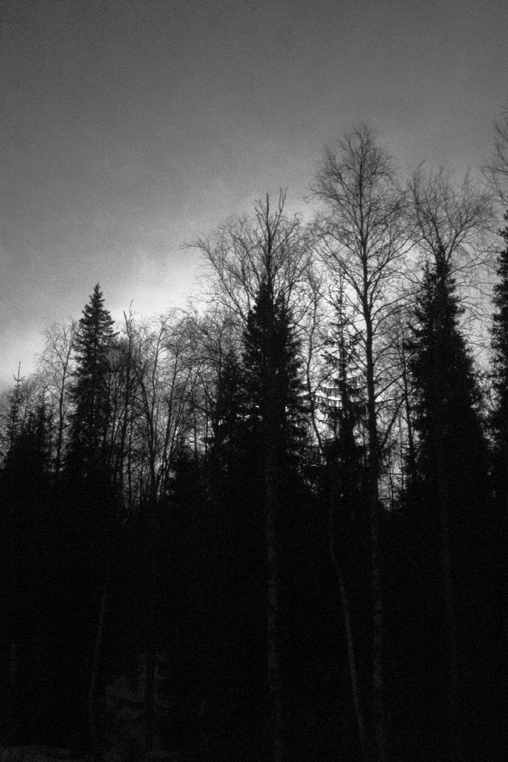 Timber_005