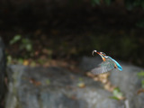 PB225327_filtered