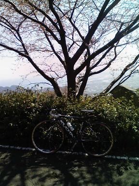 笛吹き段公園の桜は3分咲きと ...