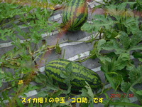 201607163