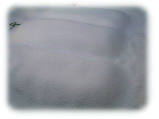 裏庭