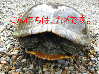 BlogPaint