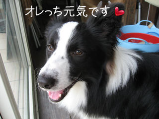 BlogPaint