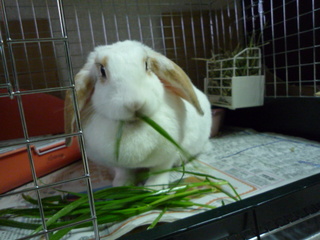 生牧草はおいしいねまろん