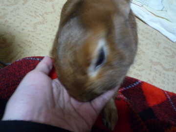 手をぺろぺろ