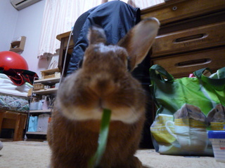 生牧草はおいしいねこころ