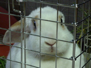 かわいいまろん