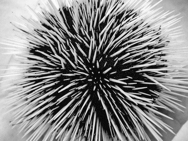 pb ウニ sea-urchin-600493_640