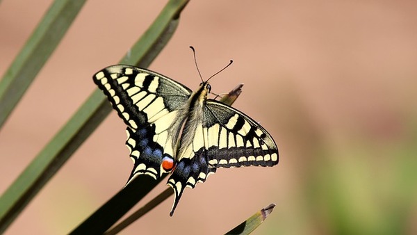 pb butterfly-1150494_640