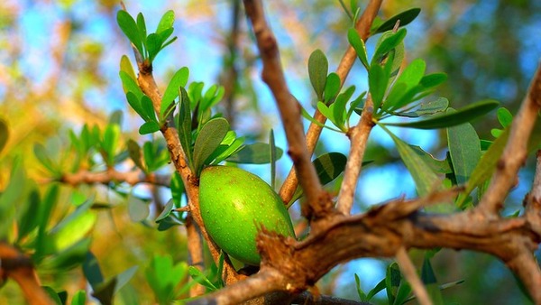 pb argan-869756_640