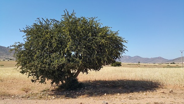 pb アルガンの木morocco-827830_640