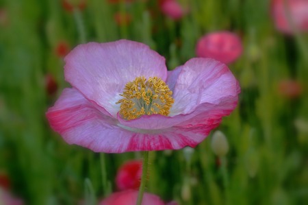 DSC_0054q