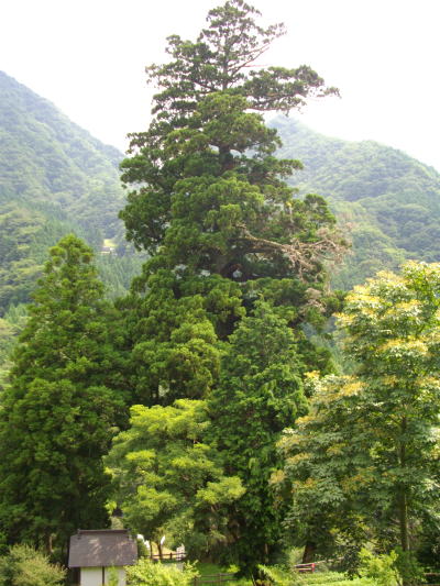 䶿���