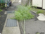 竹取２