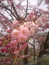080404_1230~01