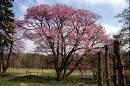 千島桜
