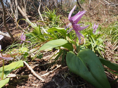 P5050075