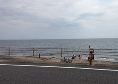 sichiri2