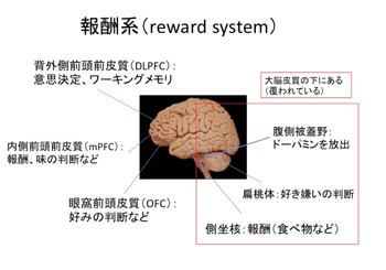 脳の報酬系