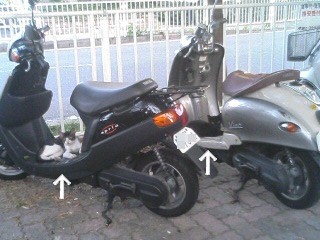 こねこーず