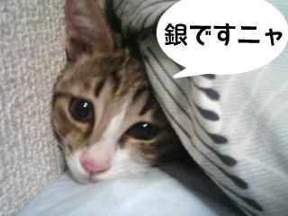 銀ちゃん