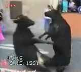 2BullsGoHeadOn