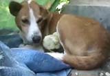 ProtectiveDogAdoptsChicks