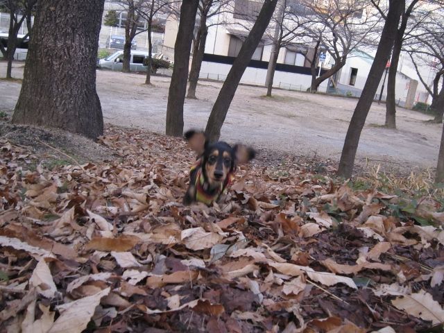 耳