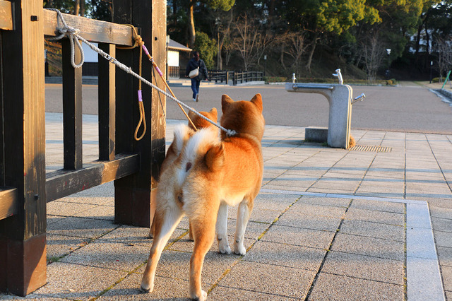 お堀を散歩