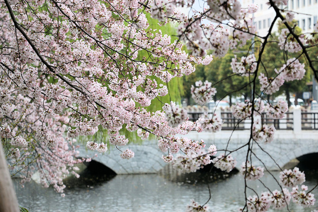 お花見散歩
