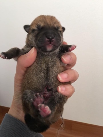 オス