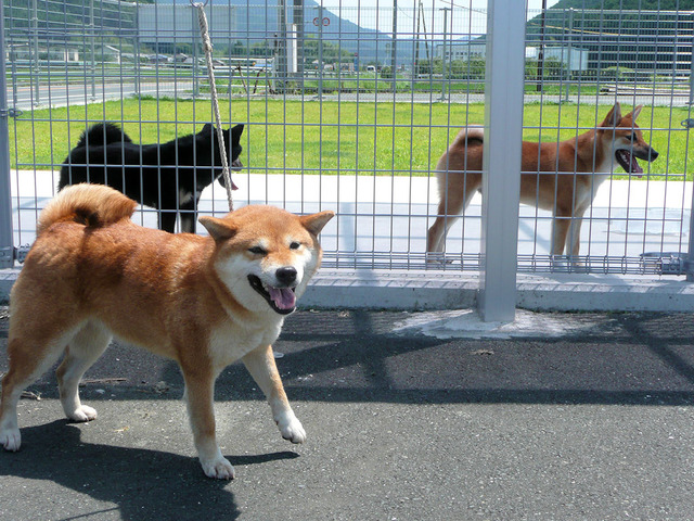 志の詩風号