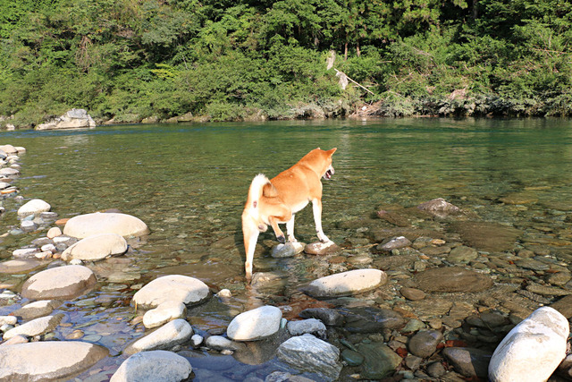 フラミンゴ犬現る