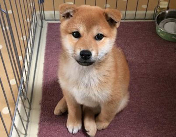つくし我が家に来て1年