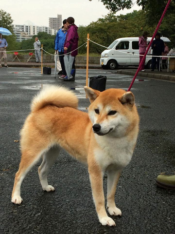 夏美号優良1席壮犬賞 日保本部賞