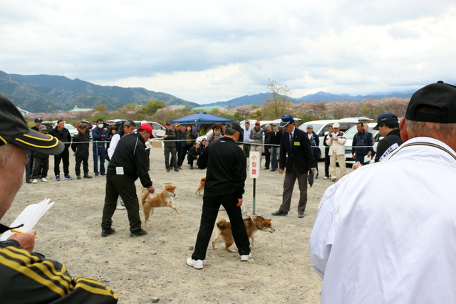 img2019-4-14-36