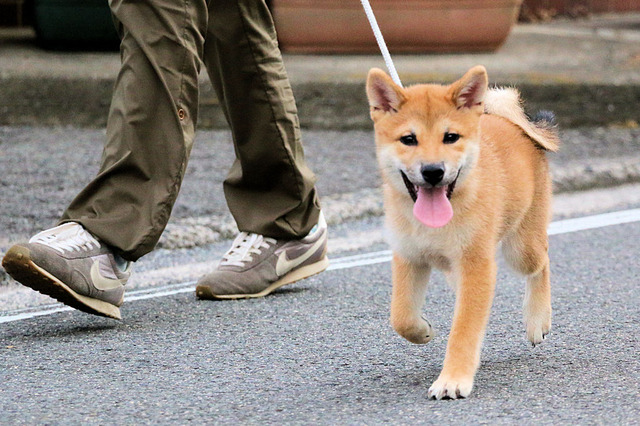 アッ!おとーちゃん🎵